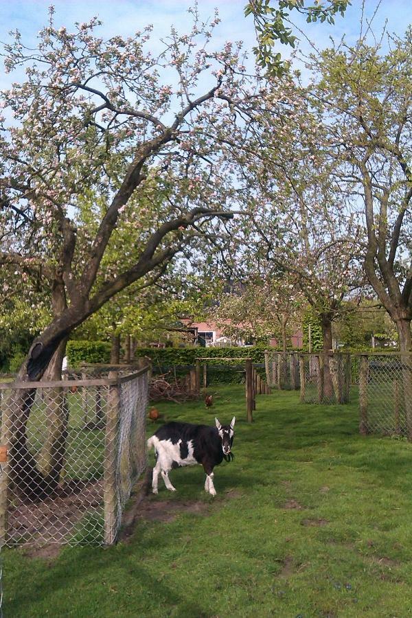 B&B De Vlinder Hardenberg Bagian luar foto